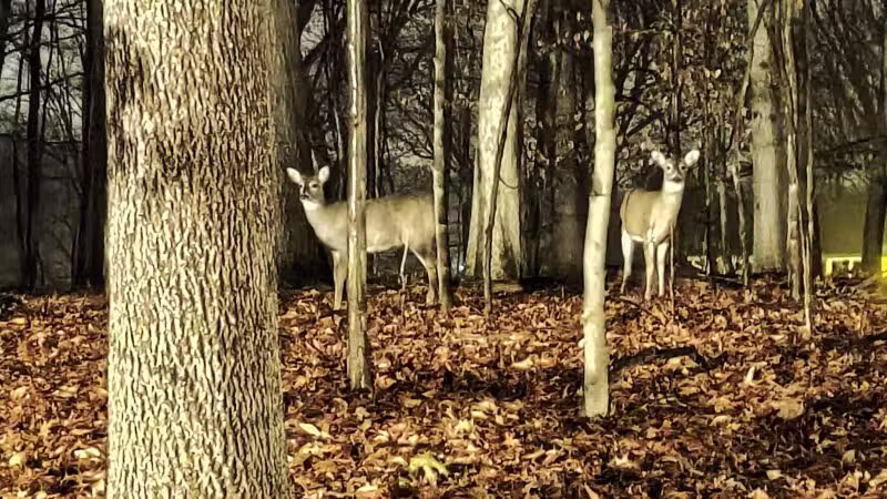 Beechwood Park - Hillsdale, NJ
