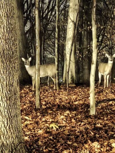 Beechwood Park - Hillsdale, NJ