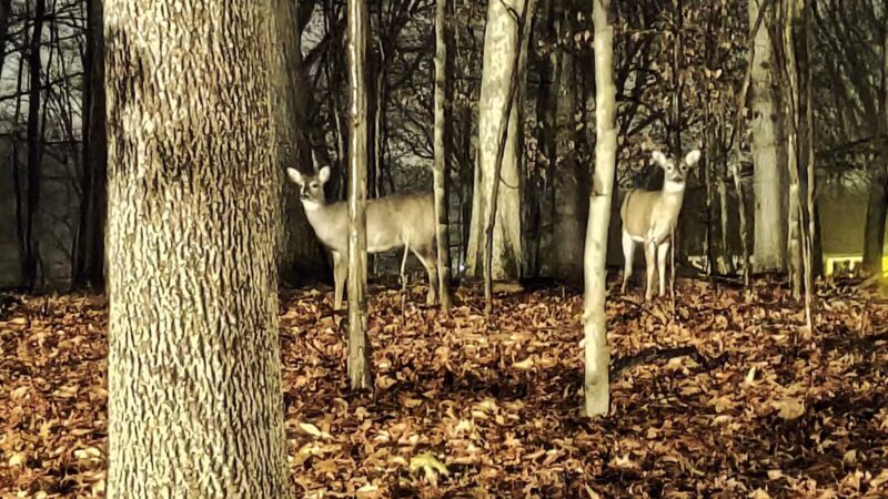 Beechwood Park - Hillsdale, NJ