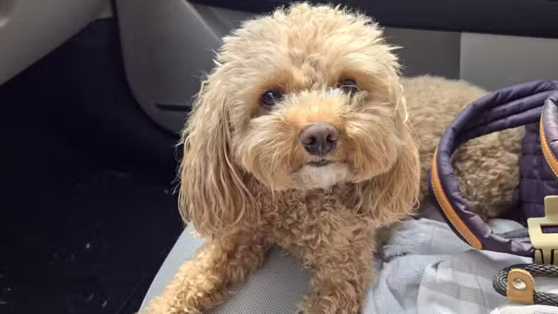 D's Grooming Shop - Hillsdale, NJ