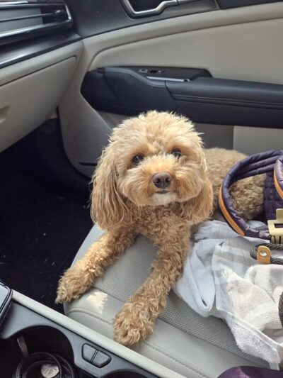 D's Grooming Shop - Hillsdale, NJ