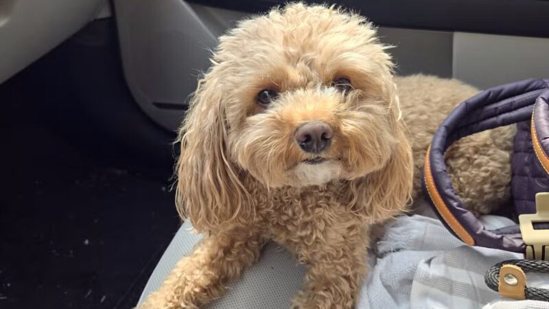 D's Grooming Shop - Hillsdale, NJ