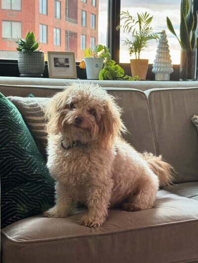 D's Grooming Shop - Hillsdale, NJ