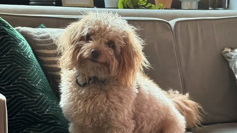 D's Grooming Shop - Hillsdale, NJ