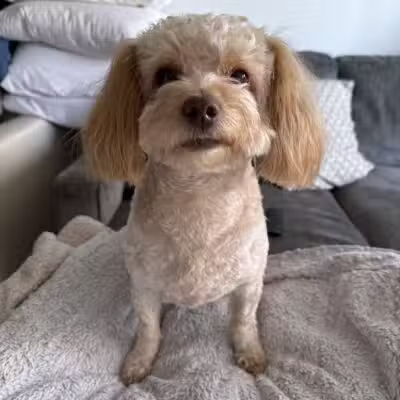 D's Grooming Shop - Hillsdale, NJ