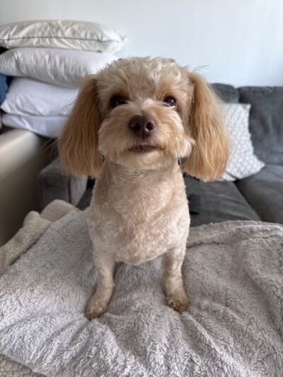 D's Grooming Shop - Hillsdale, NJ