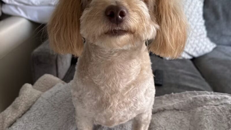 D's Grooming Shop - Hillsdale, NJ