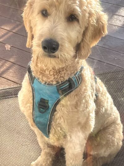 PAWtastic Academy Hillsdale - Hillsdale, NJ