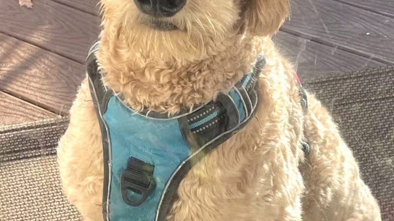 PAWtastic Academy Hillsdale - Hillsdale, NJ