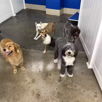 PAWtastic Academy Hillsdale - Hillsdale, NJ