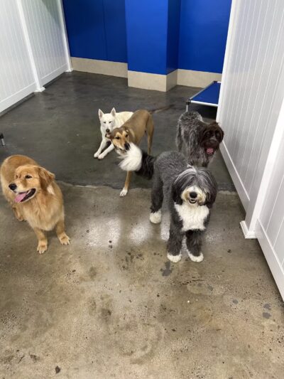 PAWtastic Academy Hillsdale - Hillsdale, NJ