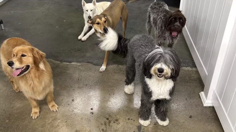 PAWtastic Academy Hillsdale - Hillsdale, NJ