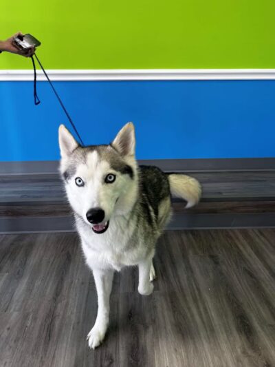 PAWtastic Academy Hillsdale - Hillsdale, NJ