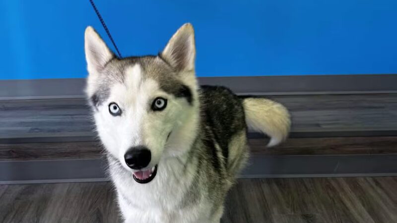 PAWtastic Academy Hillsdale - Hillsdale, NJ