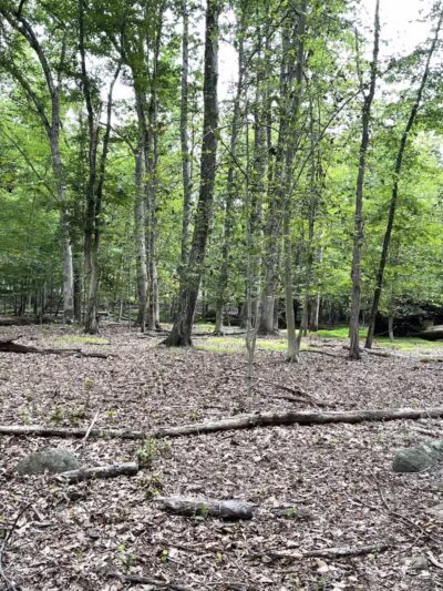 Sapienza Gardens - Hillsdale, NJ