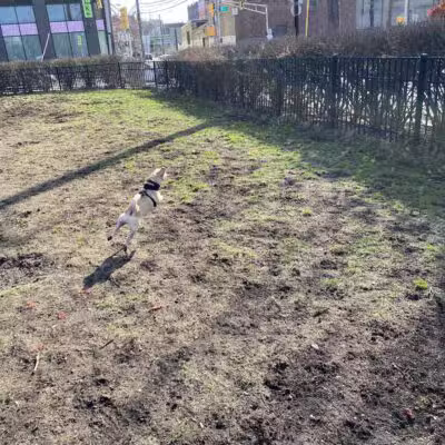 Dog run - Hoboken, NJ