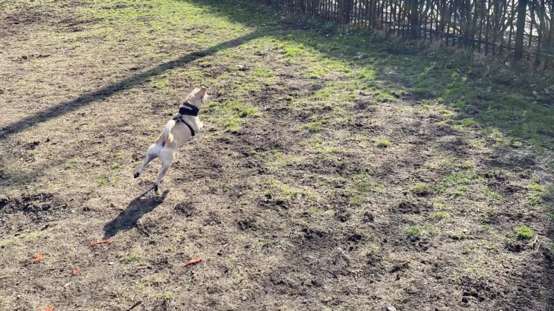 Dog run - Hoboken, NJ