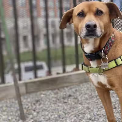 Elysian Park Dog Park - Hoboken, NJ