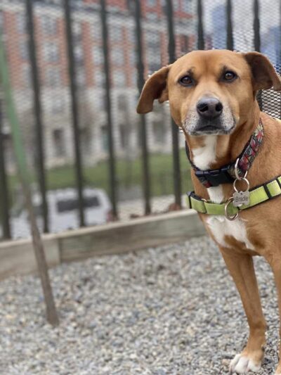 Elysian Park Dog Park - Hoboken, NJ