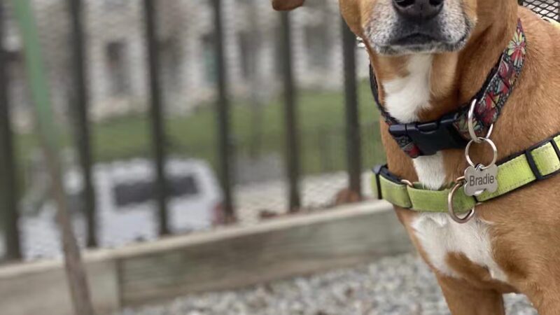 Elysian Park Dog Park - Hoboken, NJ