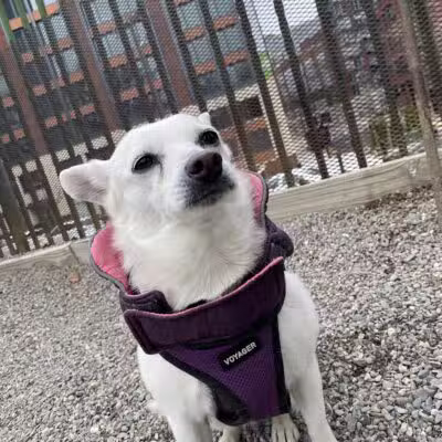 Elysian Park Dog Park - Hoboken, NJ