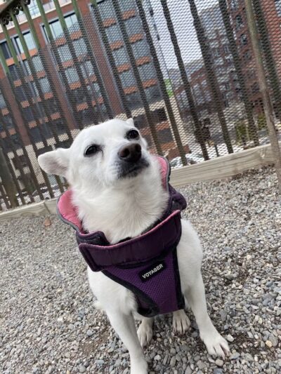 Elysian Park Dog Park - Hoboken, NJ