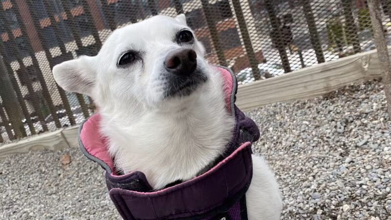 Elysian Park Dog Park - Hoboken, NJ