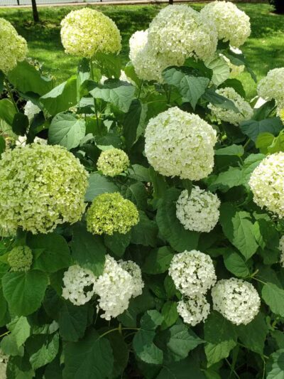 Elysian Park Dog Park - Hoboken, NJ