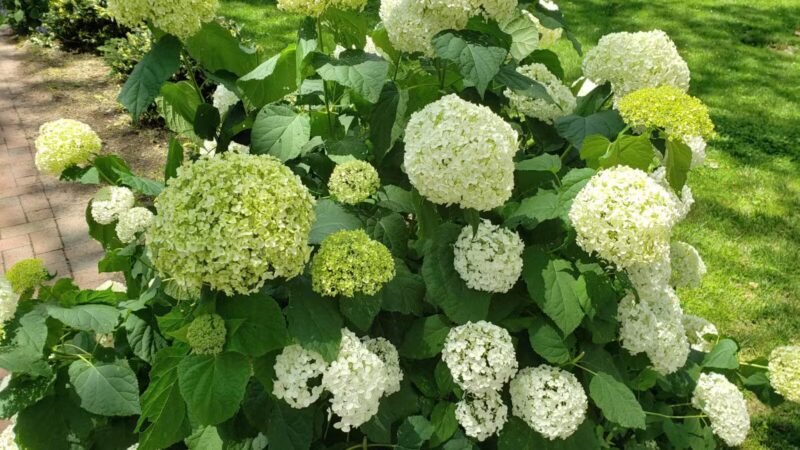 Elysian Park Dog Park - Hoboken, NJ