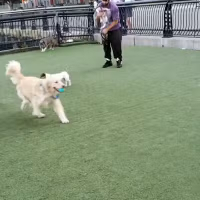 Shipyard Park Dog Park - Hoboken, NJ