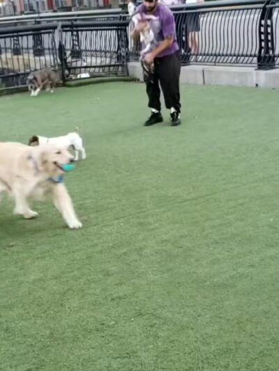 Shipyard Park Dog Park - Hoboken, NJ