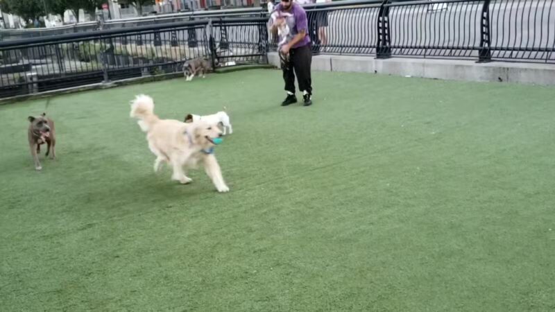 Shipyard Park Dog Park - Hoboken, NJ
