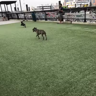 Shipyard Park Dog Park - Hoboken, NJ