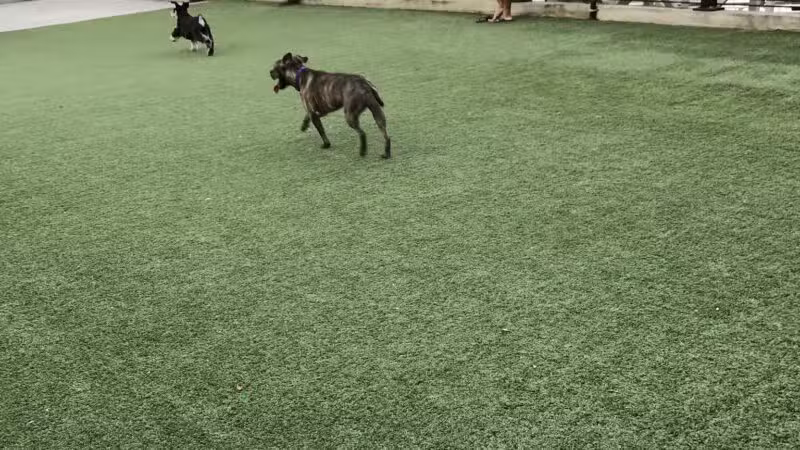 Shipyard Park Dog Park - Hoboken, NJ