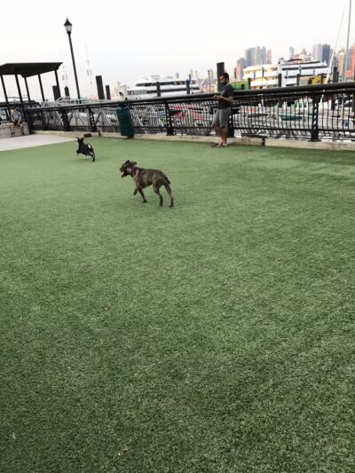Shipyard Park Dog Park - Hoboken, NJ