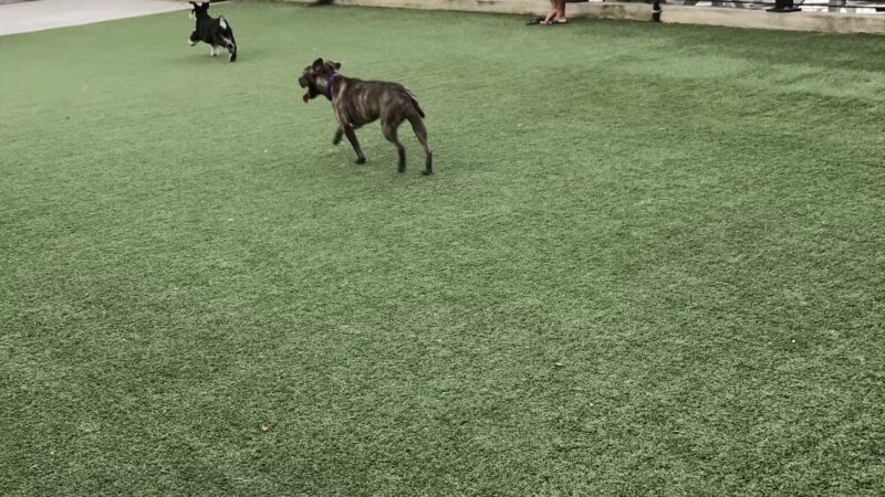 Shipyard Park Dog Park - Hoboken, NJ