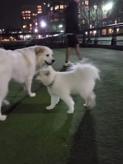 Shipyard Park Dog Park - Hoboken, NJ