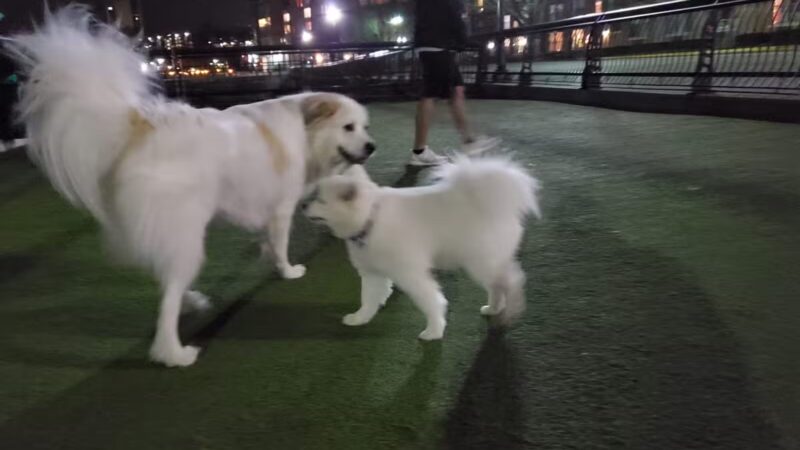 Shipyard Park Dog Park - Hoboken, NJ
