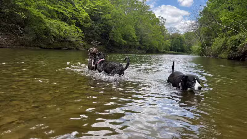 Buffalo River Public Access Point - Grinder's Creek - Hohenwald, TN