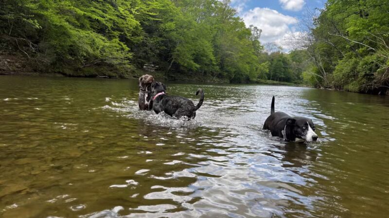 Buffalo River Public Access Point - Grinder's Creek - Hohenwald, TN