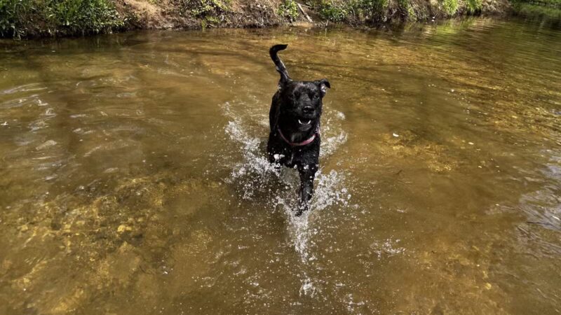 Buffalo River Public Access Point - Grinder's Creek - Hohenwald, TN