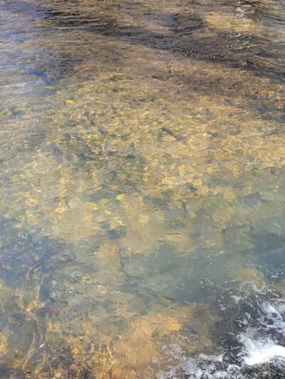 English Camp - Hohenwald, TN