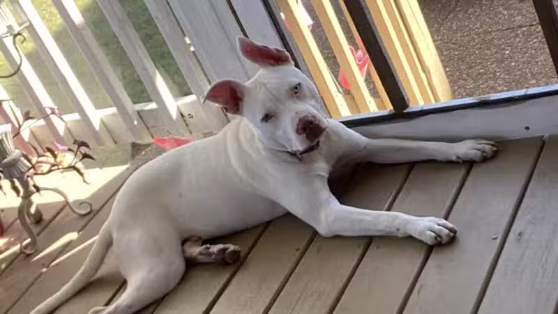 High Forest Humane Society - Hohenwald, TN