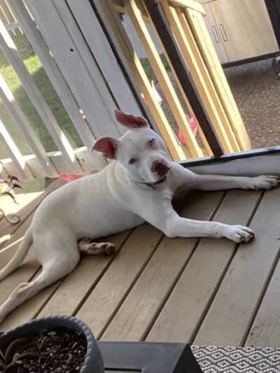 High Forest Humane Society - Hohenwald, TN