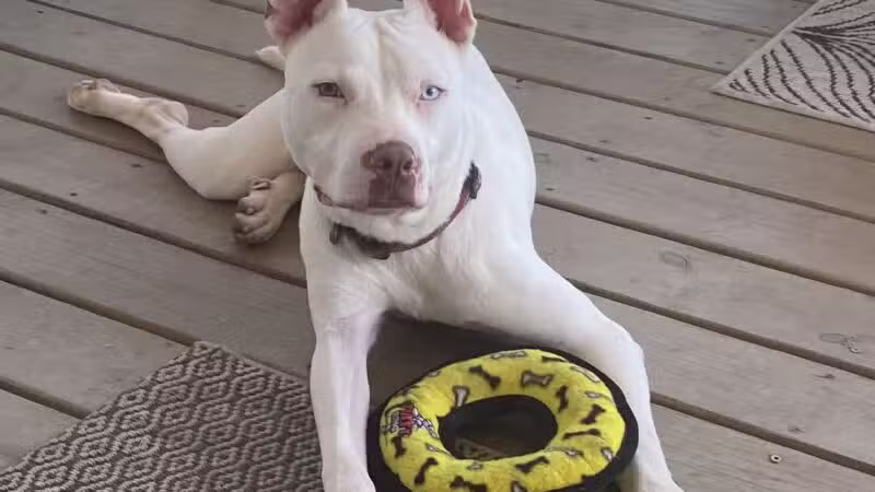 High Forest Humane Society - Hohenwald, TN
