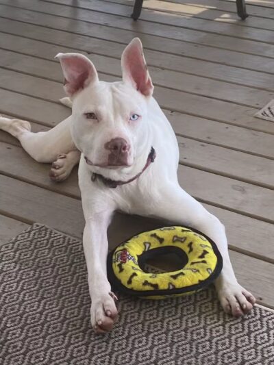 High Forest Humane Society - Hohenwald, TN