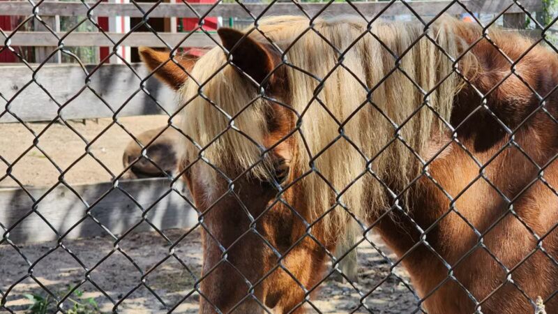 Brookhaven Ecology Site - Holtsville, NY