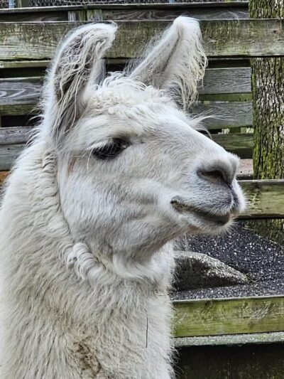 Brookhaven Ecology Site - Holtsville, NY
