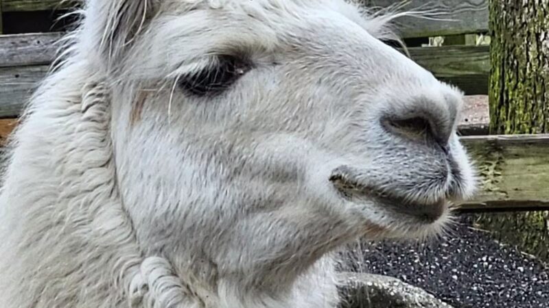 Brookhaven Ecology Site - Holtsville, NY