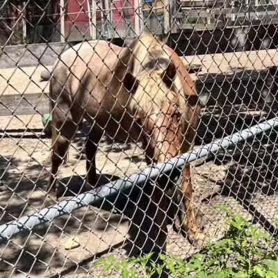 Holtsville animal park - Holtsville, NY